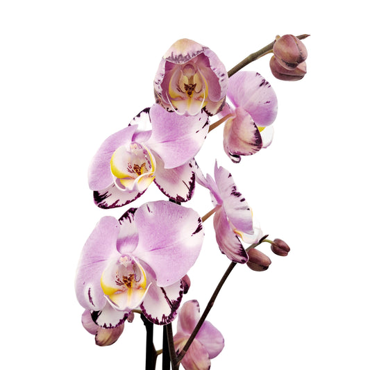 Orchidea 2-stonková 70cm Mirka