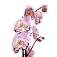 Orchidea 2-stonková 70cm Mirka