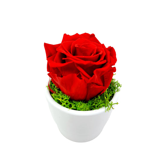 Stabilizovaná ruža v keramike - Červená